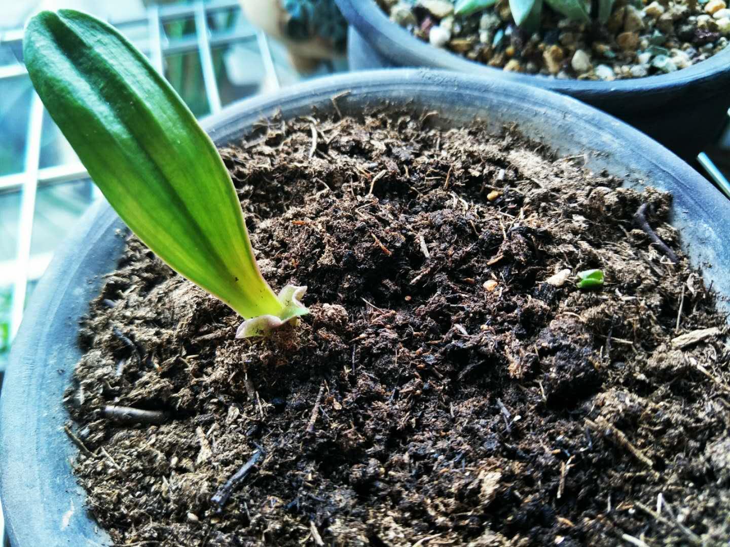 君子兰种子成熟后的播种方法,君子兰种子繁殖的方法常用