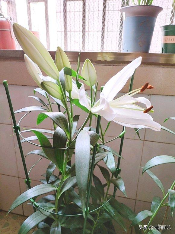 冬天买的百合现在成球了怎么养,冬天买的带芽百合球能开花吗