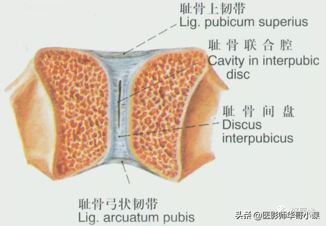 韧带解剖解说视频,韧带解剖图大全书