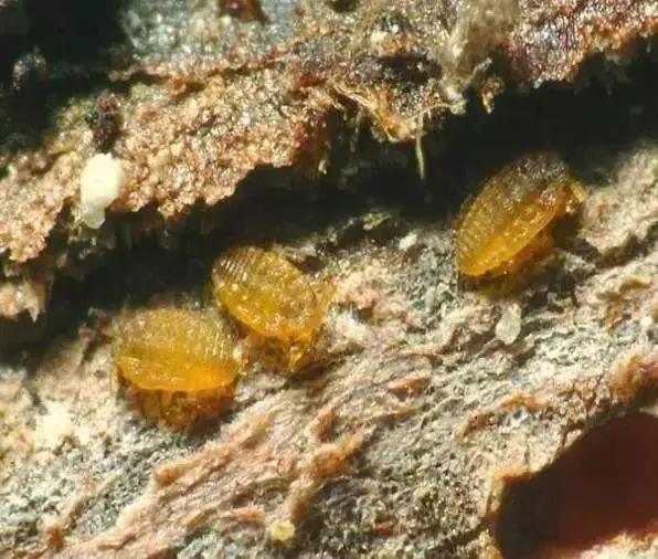 夏黑葡萄各个时间防哪些虫害,葡萄14种常见虫卵图解