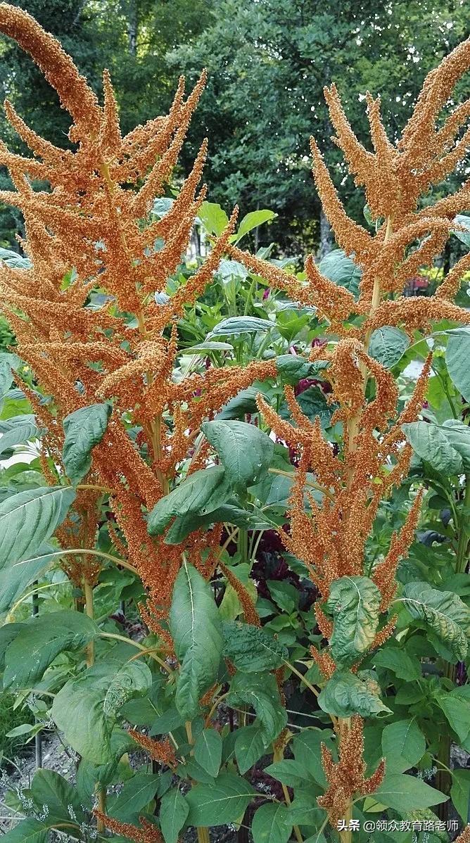 为了写文章我吃了霉苋菜梗,打算申请个工伤