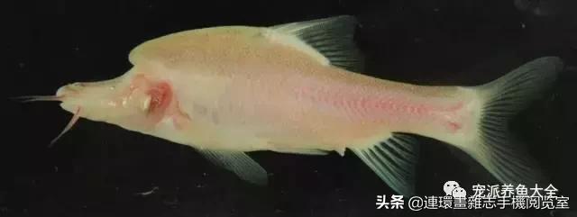 宠物鱼推荐小型的鱼,哪种宠物鱼最可爱