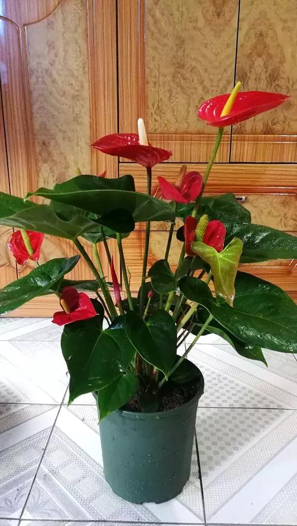 有没有啥特别好养又能开花的植物,几种开花漂亮又特别好养的植物