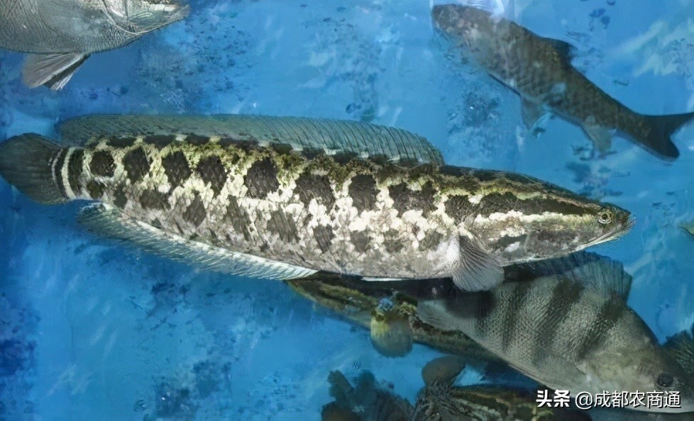 黑鱼苗养殖技术学习,黑鱼养殖技术全介绍