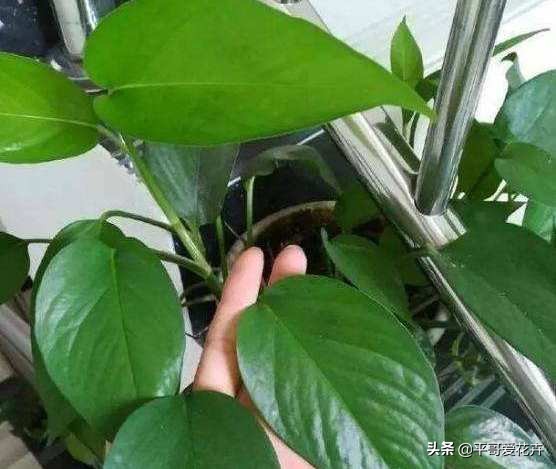 自制浇花水不板结,自制水溶液浇花的方法