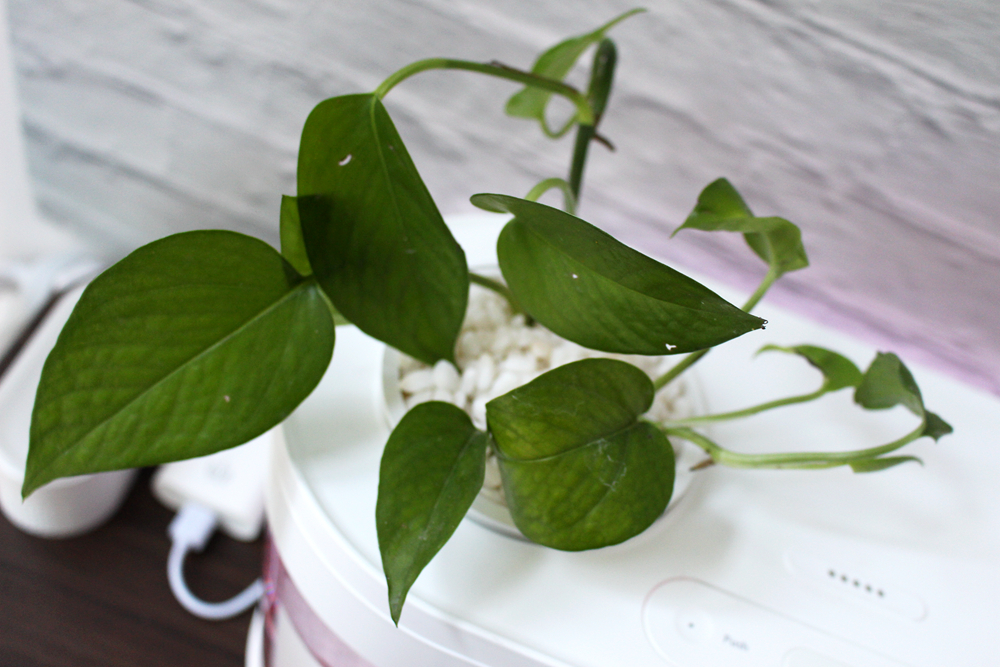 养鱼日记森森鱼缸,水族箱造景养鱼日记