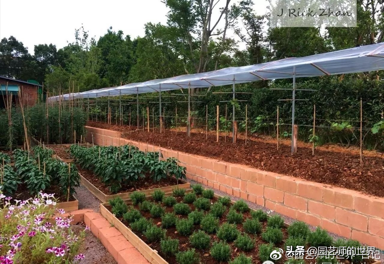 城市蔬菜园景观设计,蔬菜花园造型