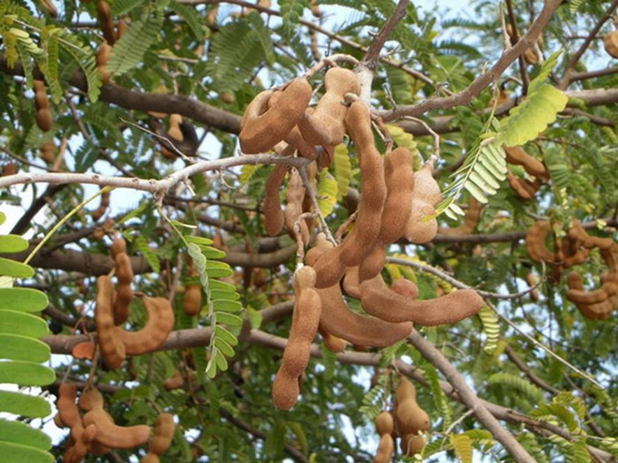 百种味道的果子,四季百种果子图片