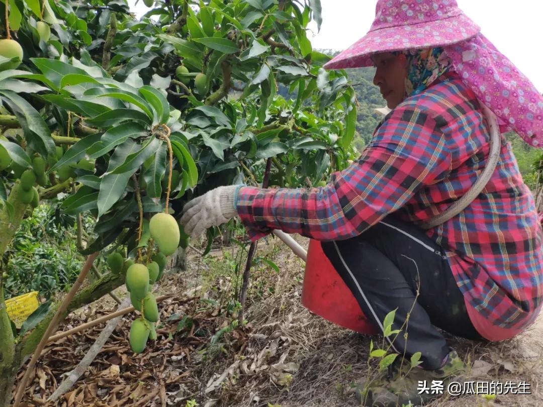 海南小台芒皮薄肉厚甘甜多汁,海南正宗台芒芒果