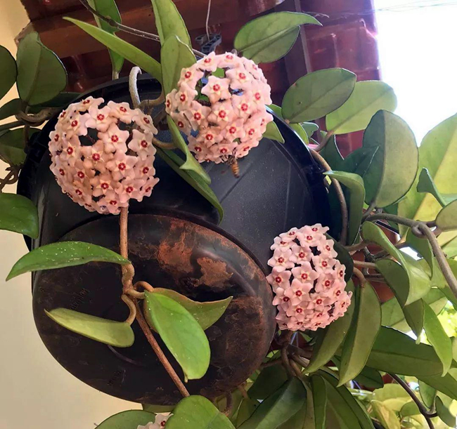 球兰的养护方法,球兰的日常养护