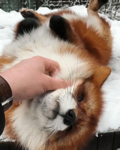 俄罗斯小哥救了兔狲,俄罗斯小哥救了只兔狲