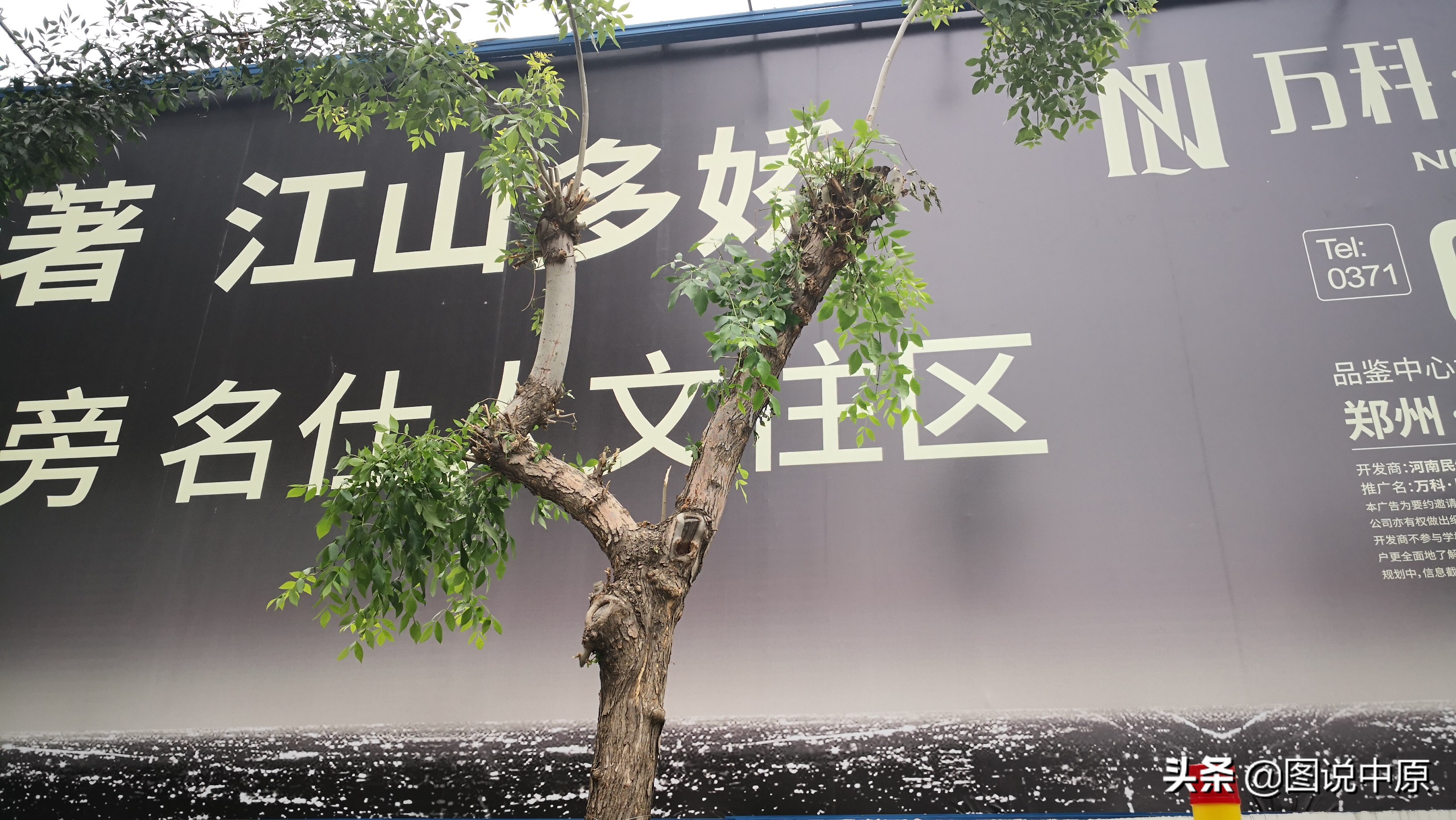 郑州26棵行道树被剃光,郑州通报行道树毁坏事件