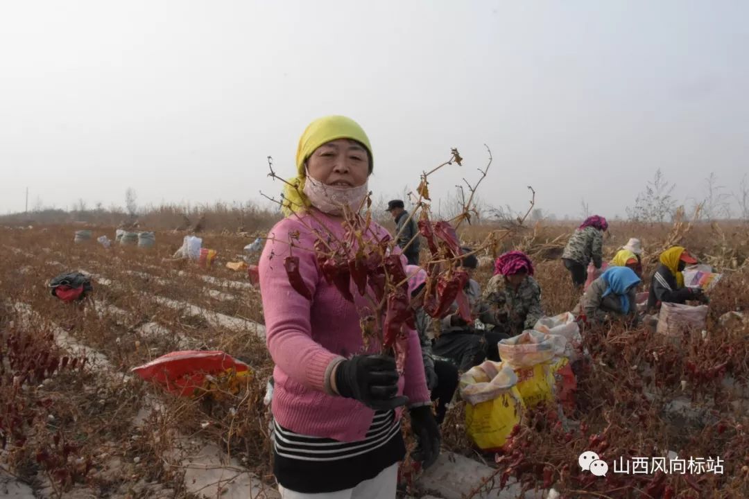 忻州曹张高村辣椒,山西忻州辣椒迎丰收椒农笑开颜