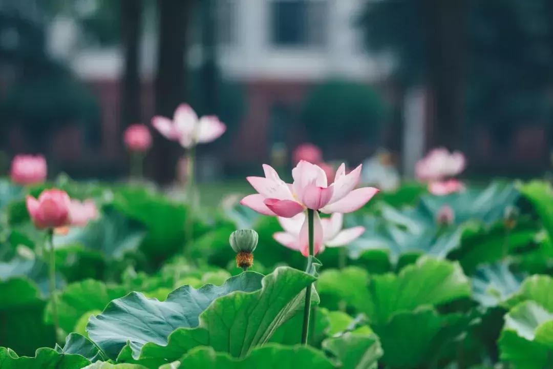 成都最美荷花池,成都荷花池有哪些
