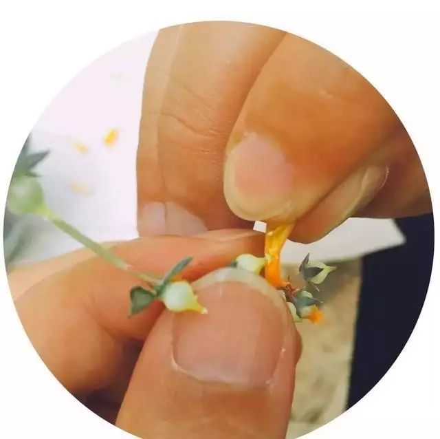 多肉花剑是个宝,多肉花剑可以干什么