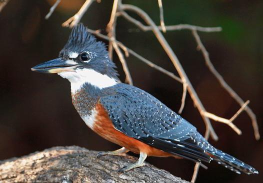 东江揽胜,惠州淡水常见鸟类图谱