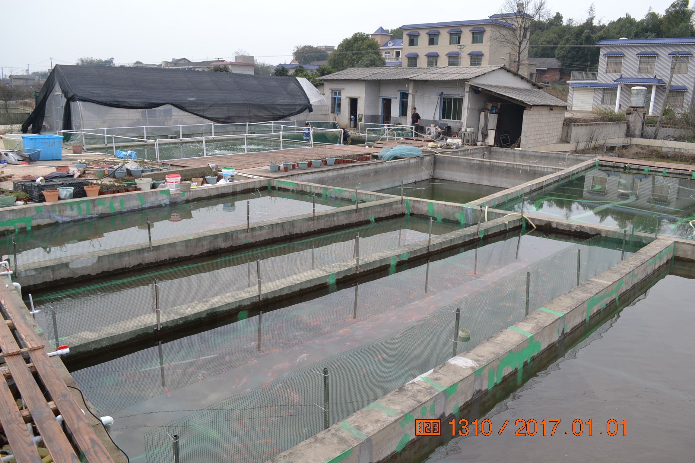 湖南最好的锦鲤养殖基地,湘潭锦鲤养殖