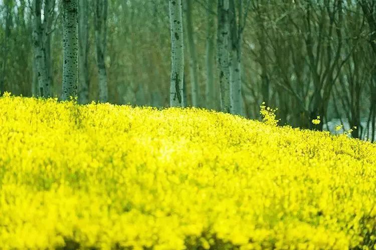 清明过后天空就明净了,今日清明万物生长清洁明净