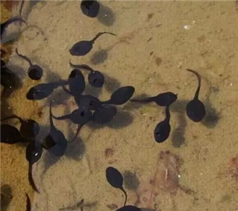 青蛙养殖技术及青蛙养殖方法,人工养殖青蛙和野生青蛙区别