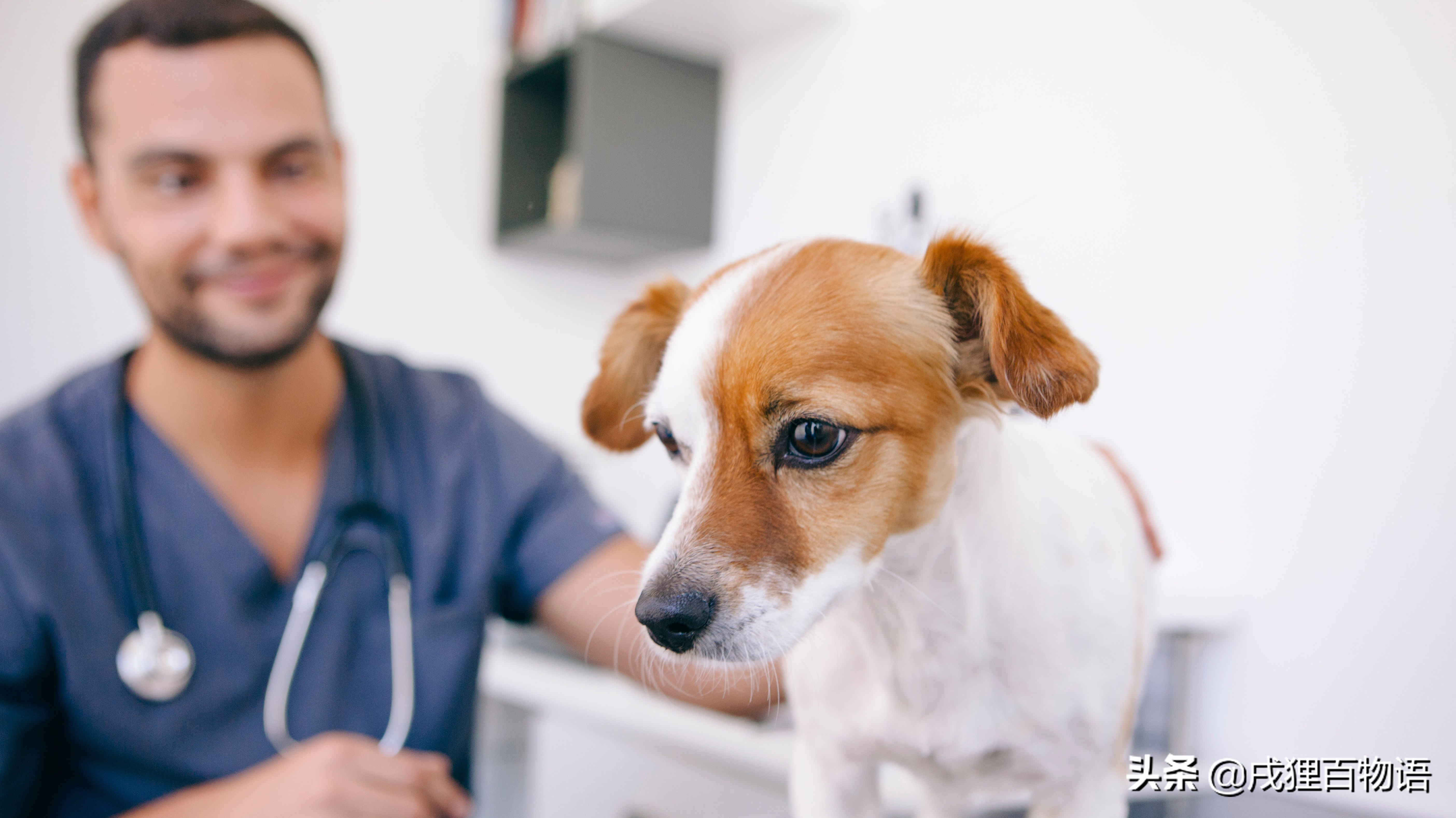 狗狗有脚气用什么药,怎么看狗狗有没有脚气呢
