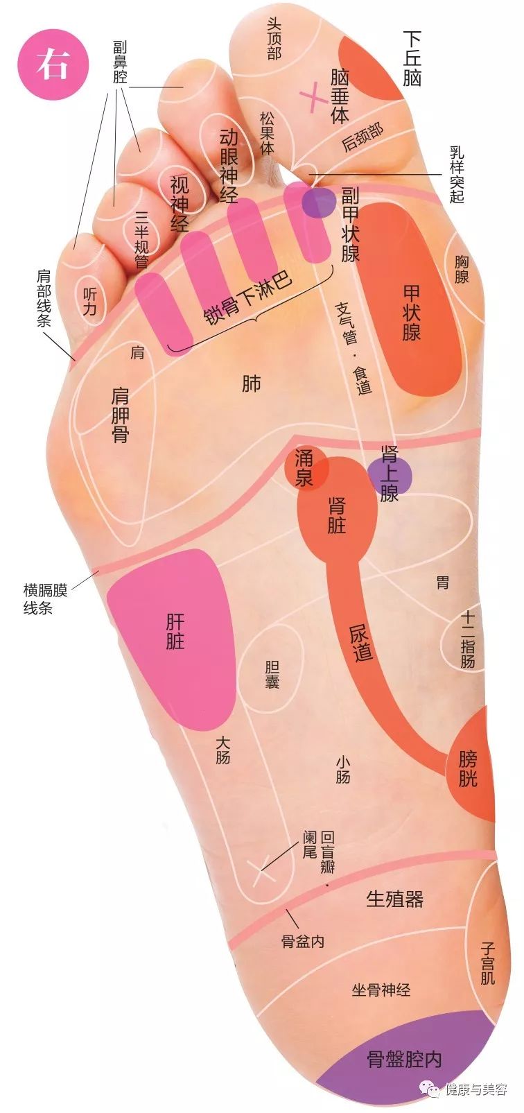 孙俪袜子同款,孙俪代言的袜子