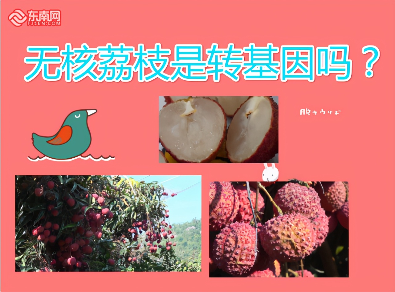 无核荔枝是真的吗,无核荔枝分有早熟和迟熟吗