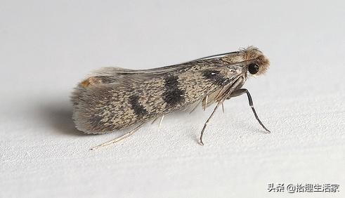 在家里衣柜发现暗门,在衣柜里发现什么东西