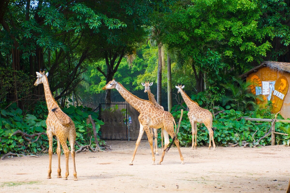 广州长隆有什么野生动物世界,长隆香江酒店长隆野生动物世界店
