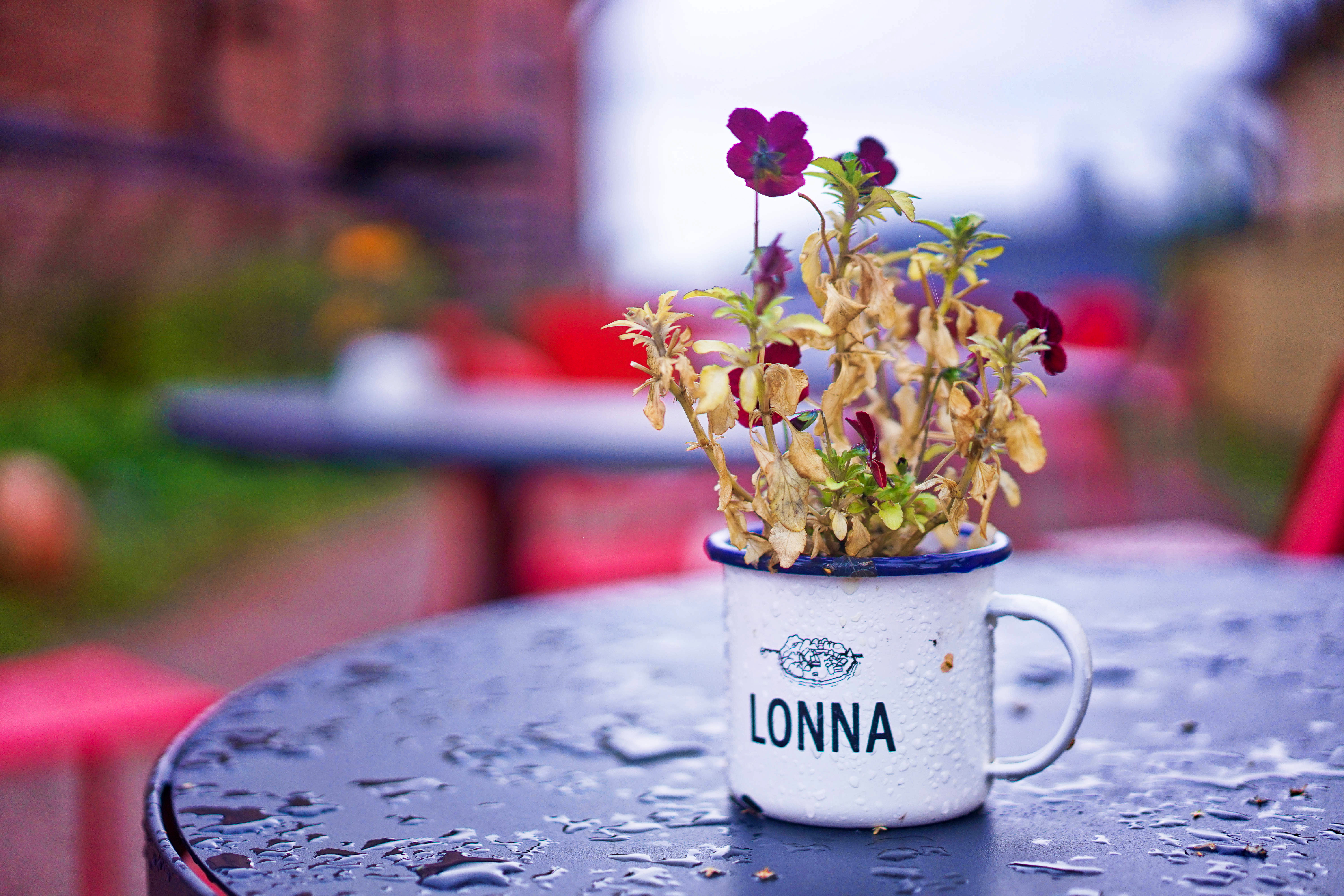 不会英语也能嗨的国家,不会英语能游遍世界吗