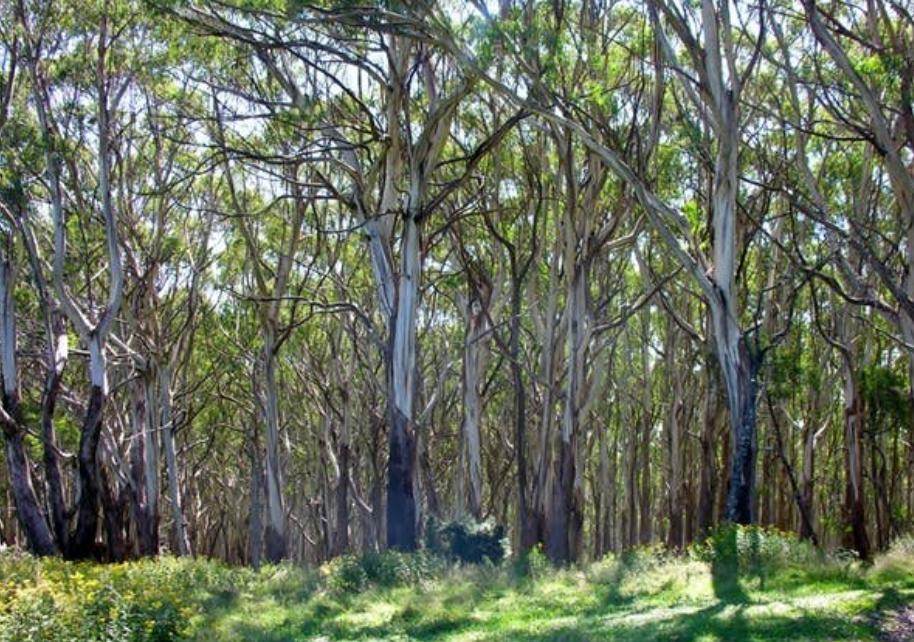 5.4米缅甸巨蟒,缅甸巨蟒最大能长到多大