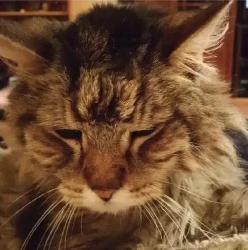 养猫必须做的5件事,老手养猫才知道的六件事