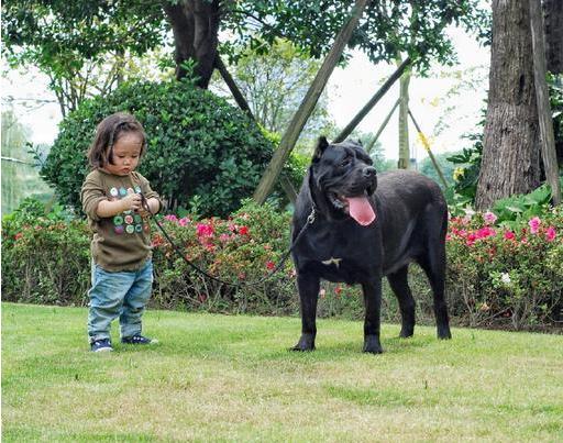 卡斯罗为什么几乎没人养,为什么不能养卡斯罗