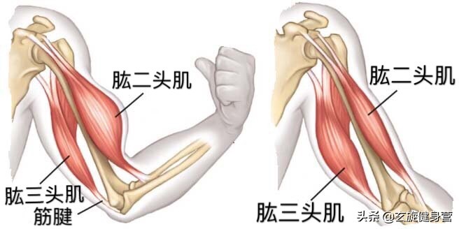 怎么消除胖手臂,瘦胳膊大臂的最快方法拉伸