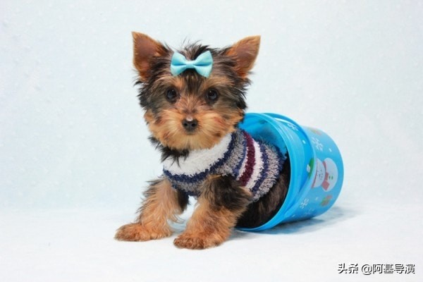 大型狗狗的超酷服装,狗狗好看的服饰