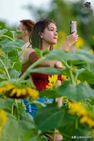 柬埔寨波贝不止有“菠菜”，还有美女和花海