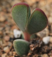 水泡系列多肉,水泡多肉系列品种