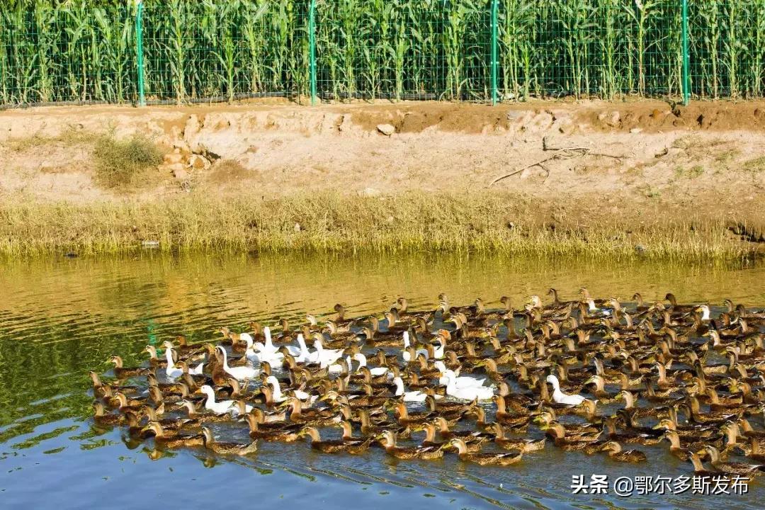中水上山！东胜这座矿山堪比“花果山”！