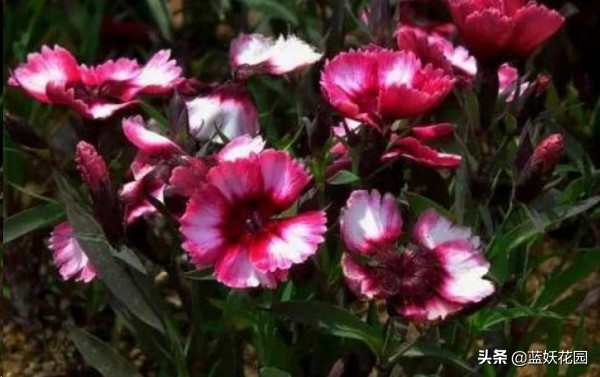 这4种花适合种在庭院中,庭院野草太多想种草皮