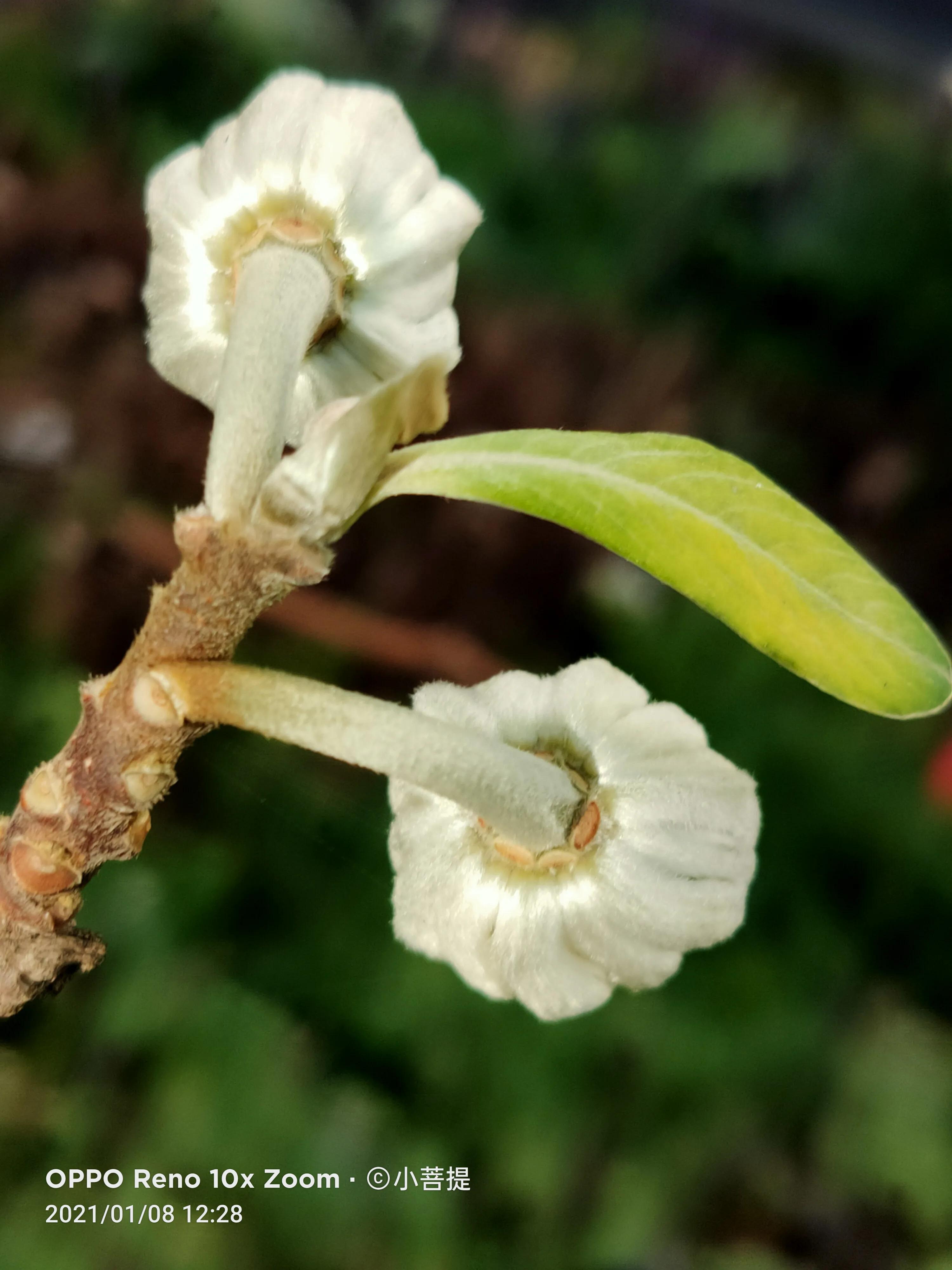 这就是爱情树，若在枝上打两个同向的结，就能得到甜蜜爱情和幸福