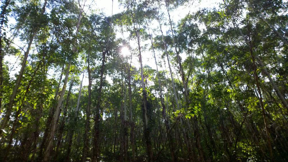 说文解字诗经考点,诗经说文解字108课