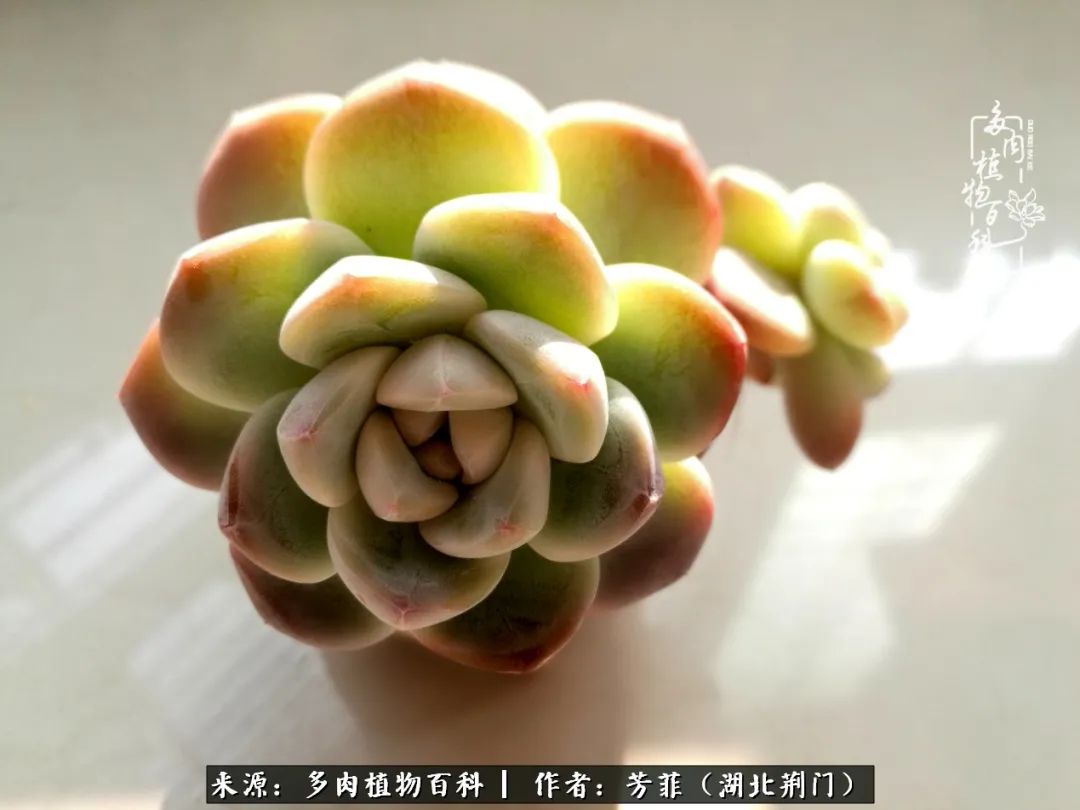 我的桃源：多肉之美，日甚一日，年胜一年