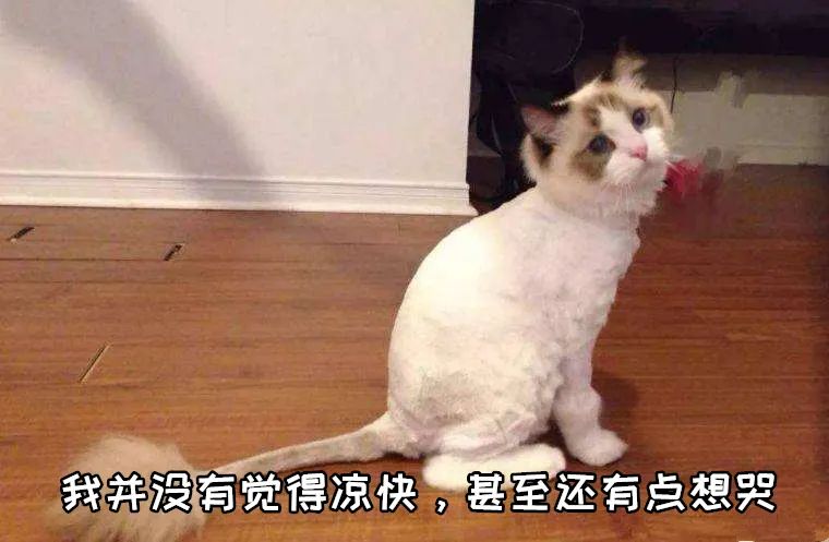 天气热怎么给猫散热,猫怕热怎么办最有效的方法