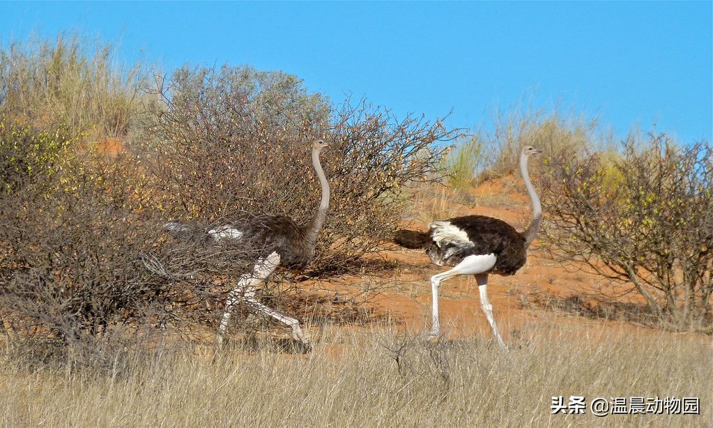 鸵鸟遇到危险会把头埋土里搞笑,鸵鸟遇到危险把头埋土里真的假的