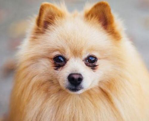 博美脾气大是什么原因,博美恨主人的5大表现