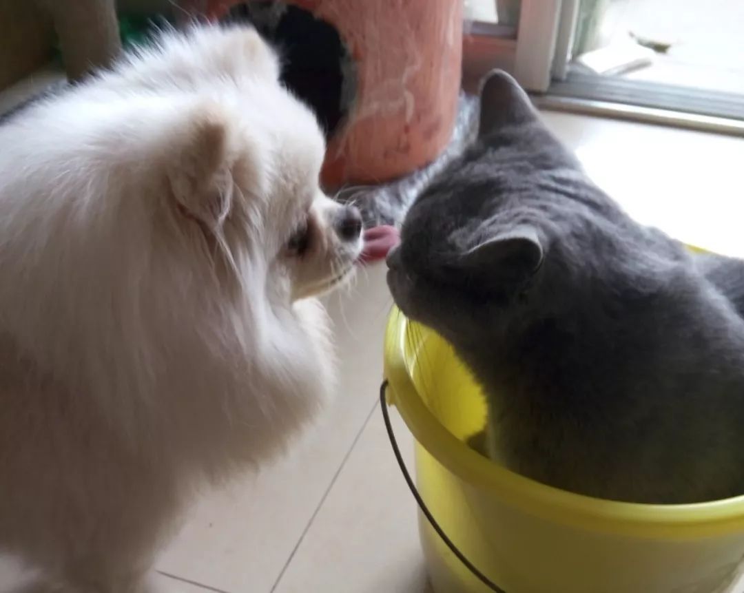 它因猫藓，遭人抛弃；我因猫藓，猫狗双全