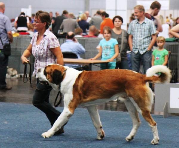 被小区不拴绳子的狗吓到了怎么办,孩子在小区内被未牵绳的狗追咬