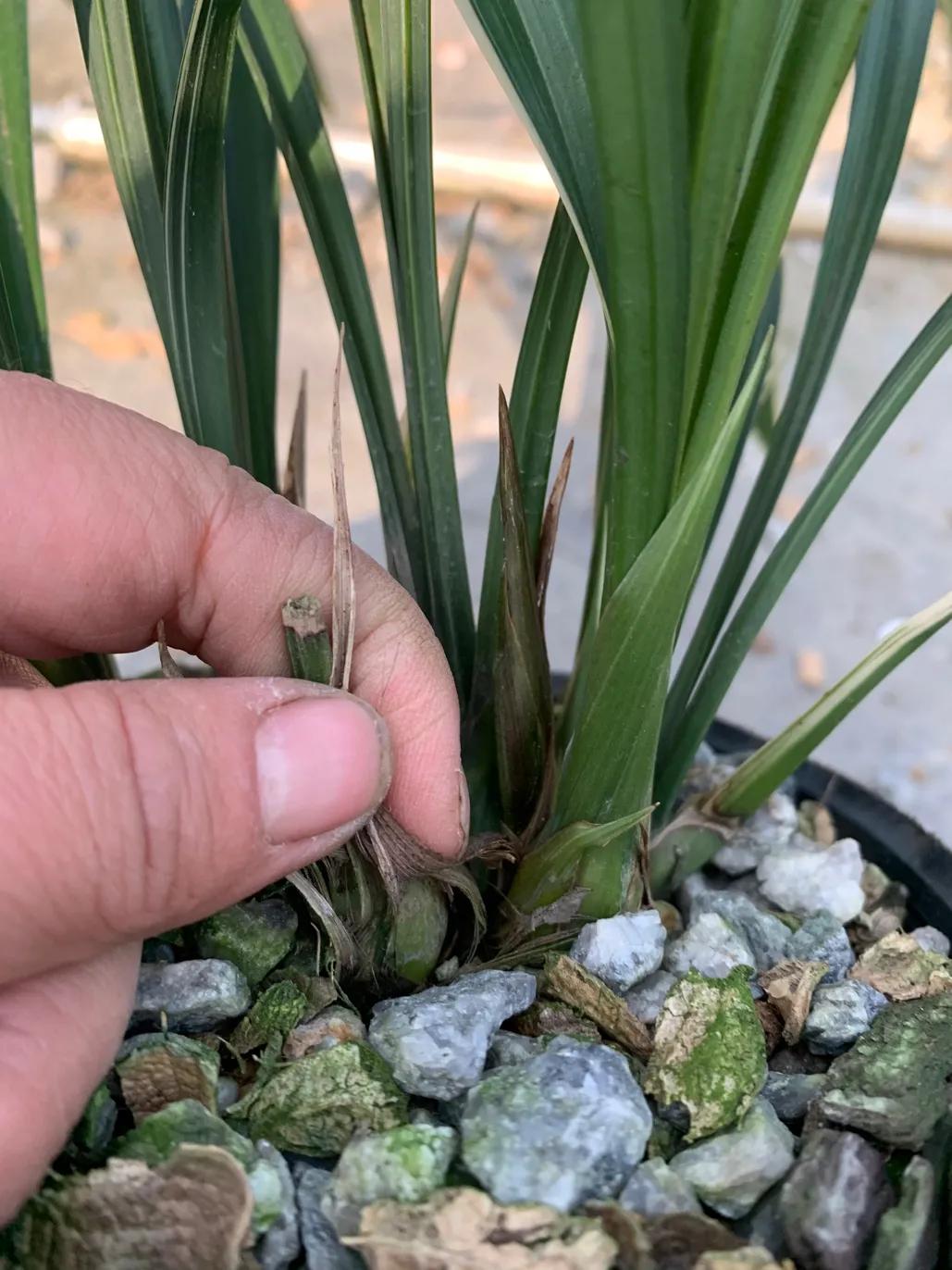 墨兰的五种奇花介绍,金边墨兰带花苞精品