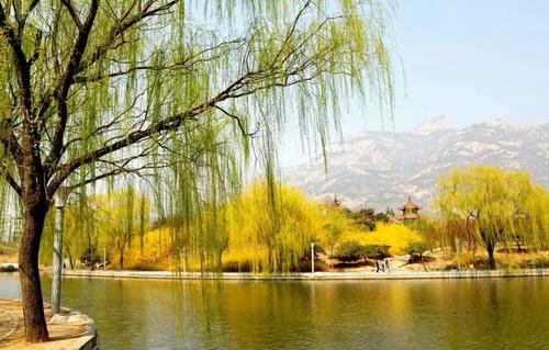 要说春天什么最美丽?那必然是贺知章笔下的柳树,形象又生动