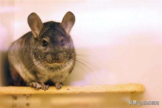 养龙猫要注意什么,龙猫运输注意事项