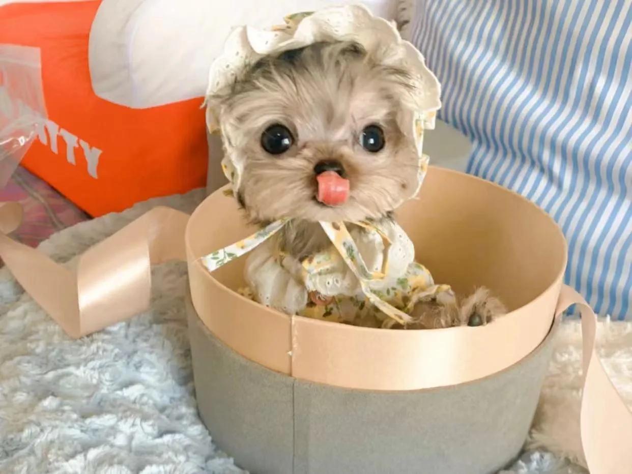 挑选约克夏犬,挑选约克夏耳位